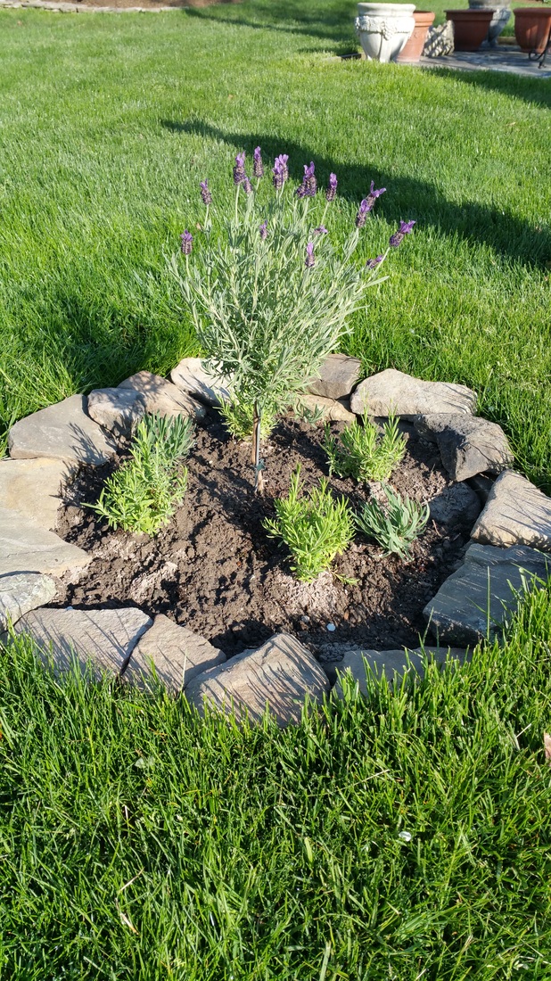 Stone-bordered lavender garden