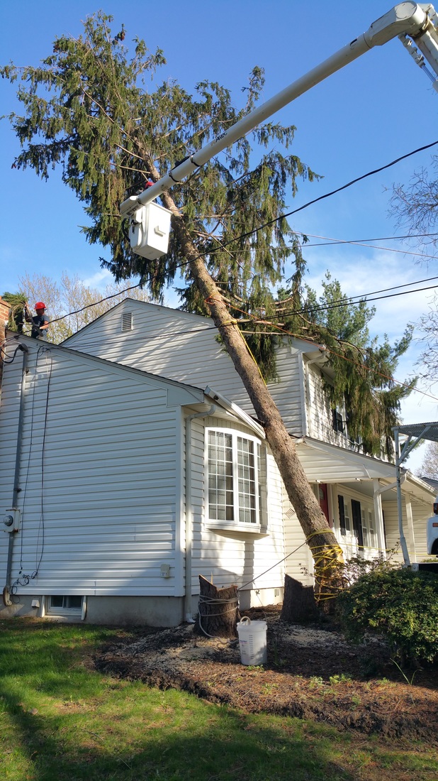 Emergency tree removal with crane after storm