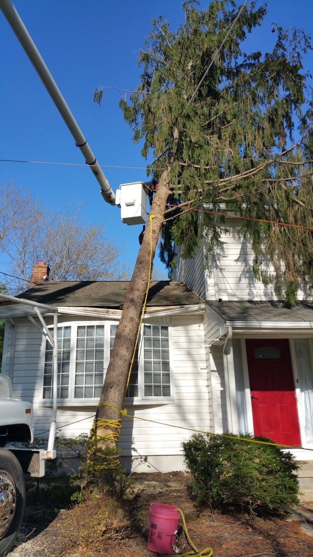Expert tree removal with bucket truck